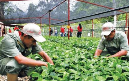 10.800 CLAP Avanzan en producción de Agricultura Urbana