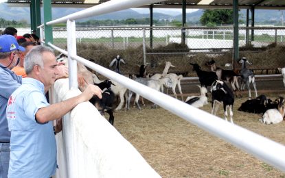 Freddy Bernal realizó recorrido a centro de producción de ganadería caprina