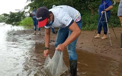 Cultivan alevines de Cachama negra en el río Caparo 