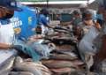 Insopesca llevará a 6 puntos del Táchira el Operativo “Venezuela come Pescado”