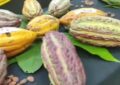 En Táchira se promueven acciones para proteger la genética del cacao venezolano