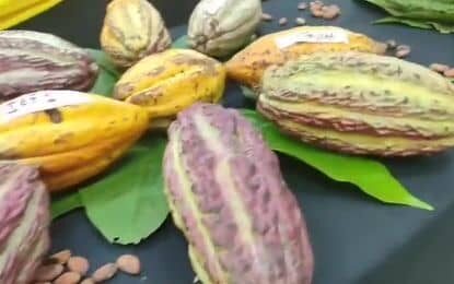 En Táchira se promueven acciones para proteger la genética del cacao venezolano