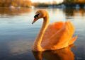 El Cisne Naranja: la subida y caída de imperios