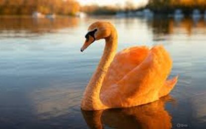 El Cisne Naranja: la subida y caída de imperios