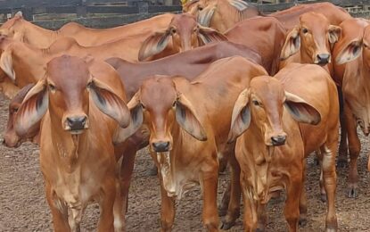 Mil reses hembras de la raza Brahma ingresan al estado Táchira